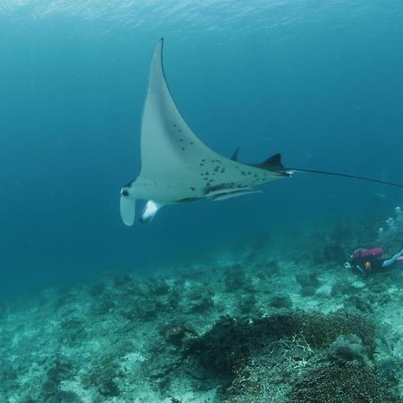 Coriana Dive Resort Waisai Buitenkant foto