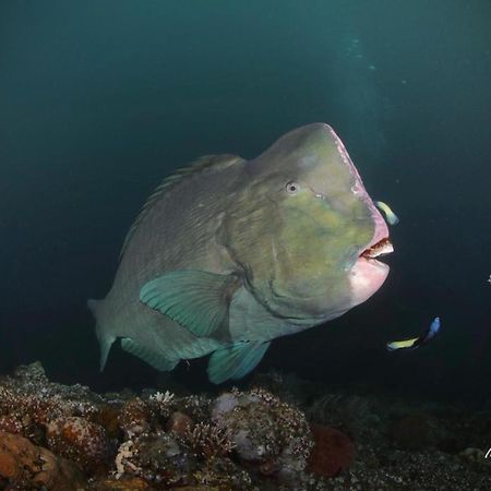 Coriana Dive Resort Waisai Buitenkant foto