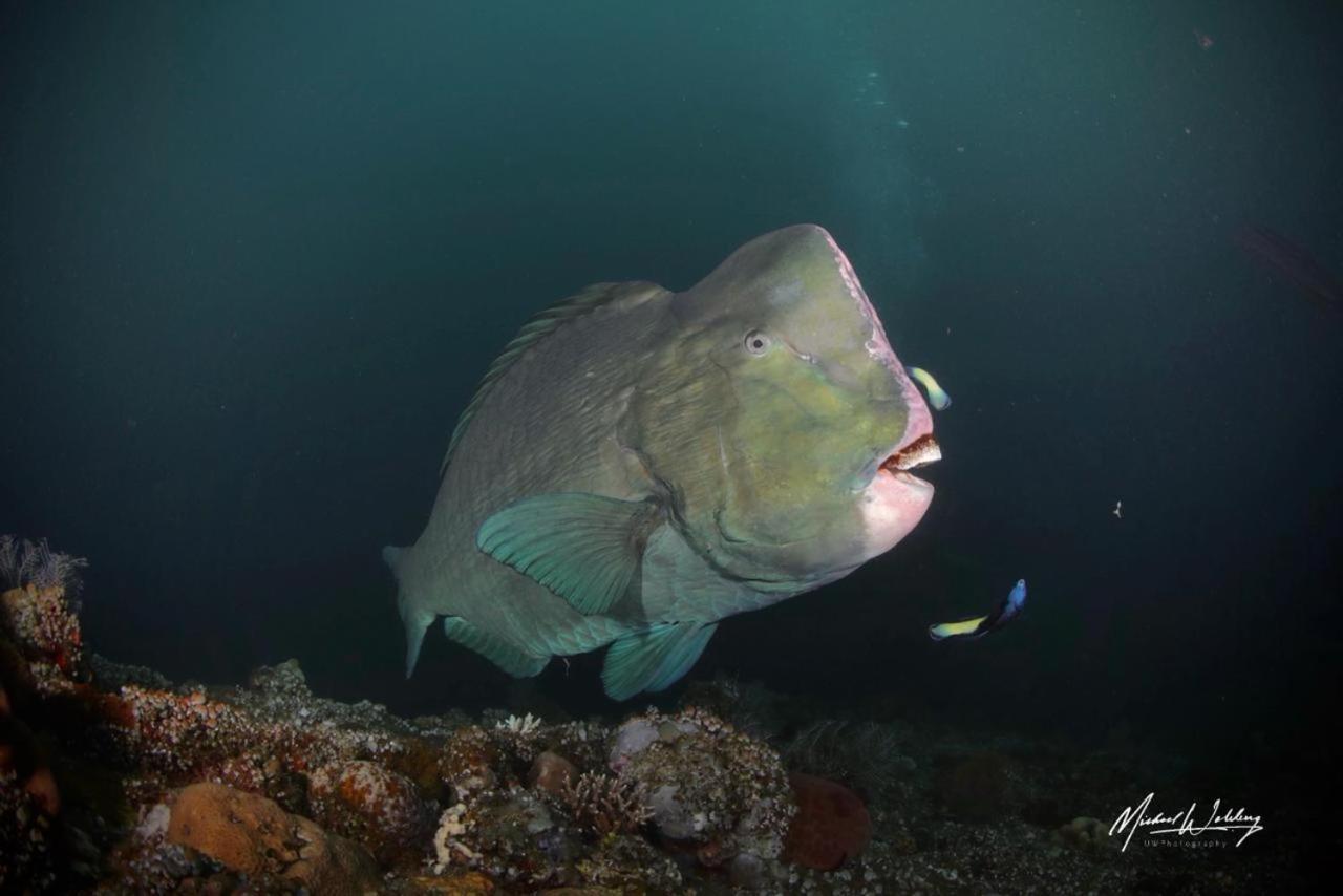 Coriana Dive Resort Waisai Buitenkant foto